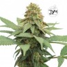 JYM Big Berry CBD Seeds 3x Graines 